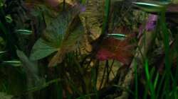 [04.11.09] Roter Tigerlotus