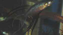 Filigranregenbogenfisch Bock