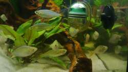 Besatz im Aquarium Asienbecken (Existiert nicht mehr)