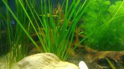 Pflanzen im Aquarium Asienbecken (Existiert nicht mehr)