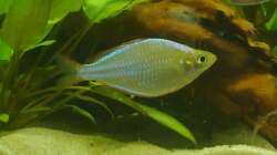 Besatz im Aquarium Asienbecken (Existiert nicht mehr)