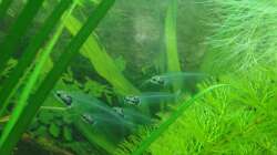 Besatz im Aquarium Asienbecken (Existiert nicht mehr)