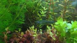 Besatz im Aquarium Asienbecken (Existiert nicht mehr)