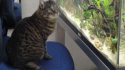 Dekoration im Aquarium Asienbecken (Existiert nicht mehr)