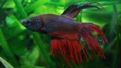 Besatz im Aquarium Asienbecken (Existiert nicht mehr)