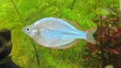 Besatz im Aquarium Asienbecken (Existiert nicht mehr)