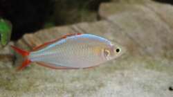 Besatz im Aquarium Asienbecken (Existiert nicht mehr)