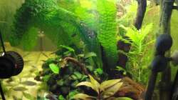 Aquarium Asienbecken (Existiert nicht mehr)