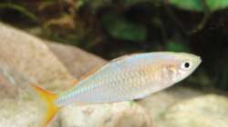 Besatz im Aquarium Asienbecken (Existiert nicht mehr)