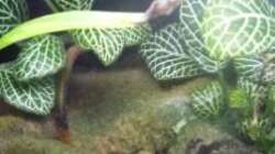 Dekoration im Aquarium So nicht mehr vorhanden