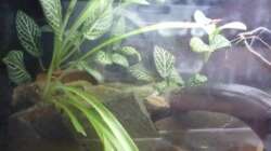 Aquarium So nicht mehr vorhanden