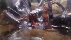 Besatz im Aquarium So nicht mehr vorhanden