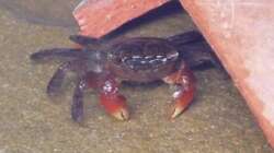 Besatz im Aquarium So nicht mehr vorhanden