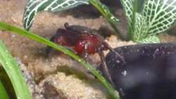 Besatz im Aquarium So nicht mehr vorhanden