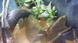 Wer findet die Krabbe? ;)