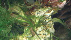Pflanzen im Aquarium Becken 11189