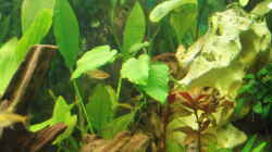 Pflanzen im Aquarium Becken 11189