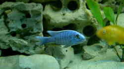 Sciaennochromis fryeri ahli