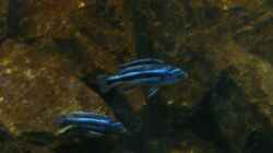 Melanochromis 05.03.2009
