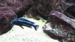 Melanochromis Weibchen 21.01.2010