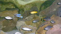 Besatz im Aquarium Becken 11245