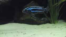 Melanochromis Cyanerohabos Maingano Bock