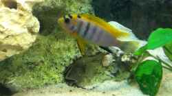 Labidochromis hongi red top Bock