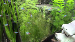 Pflanzen im Aquarium Becken 1136