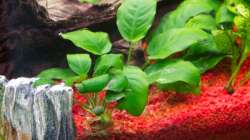 Pflanzen im Aquarium Mein zu Hause Aquarium