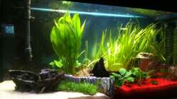 Nach Neueinrichtung ohne Amazonas