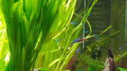 Aquarium Mein zu Hause Aquarium