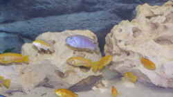 Besatz im Aquarium Becken 11412