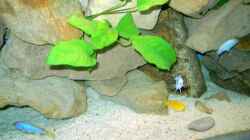 Pflanzen im Aquarium Becken 1143