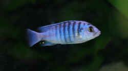 Labidochromis Chisumulae, m