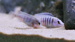 Labidochromis Chisumulae