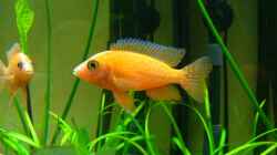 Aulonocara sp. Firefish männchen