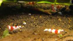 Besatz im Aquarium Crystal Red - Rote Bienengarnelen