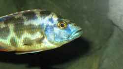 Nimbochromis livingstoni