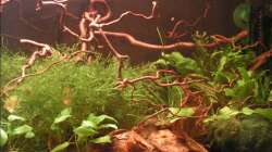 Aquarium im Dezember2008