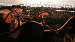 Besatz im Aquarium Garnelenbecken aufgelöst