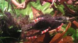 Besatz im Aquarium Garnelenbecken aufgelöst