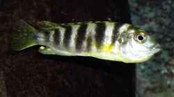 Labidochromis Perlmutt (female) mit vollem Maul