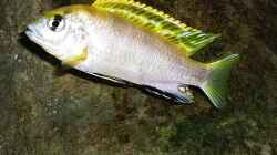 Labidochromis Perlmutt (male)