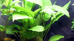 Anubias heterophylla (hellgrünes großblättriges Speerblatt)