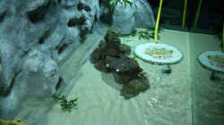 Aquarium Becken 11631