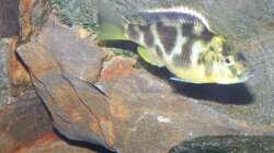 Besatz im Aquarium 450l Malawi !!!! Existiert nicht mehr !!!!