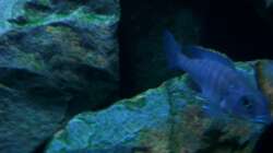 Besatz im Aquarium 450l Malawi !!!! Existiert nicht mehr !!!!