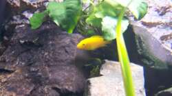 Besatz im Aquarium 450l Malawi !!!! Existiert nicht mehr !!!!