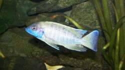 Besatz im Aquarium 450l Malawi !!!! Existiert nicht mehr !!!!