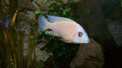 Besatz im Aquarium 450l Malawi !!!! Existiert nicht mehr !!!!